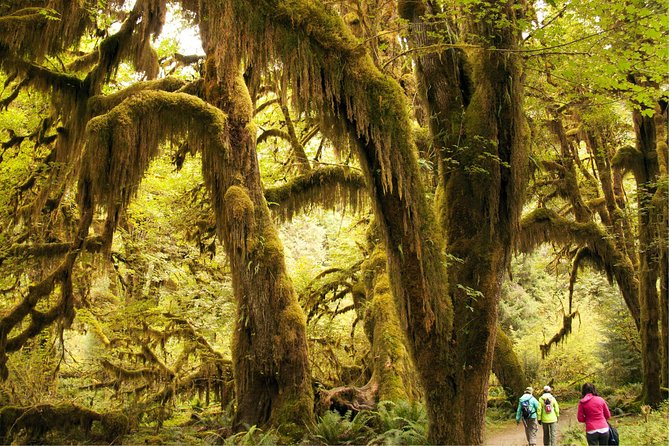 3 Days in Olympic National Park from Seattle: Silent Forest - Hoh Rainforest - Why the Silent Forest approach feels more than scenic stops