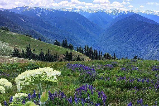 3 Days in Olympic National Park from Seattle: Silent Forest - Hoh Rainforest - What to pack for a damp forest and an alpine ridge day