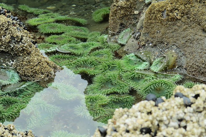 3 Days in Olympic National Park from Seattle: Silent Forest - Hoh Rainforest - Day 1: Lake Quinault old-growth giants, then the coast for campfire dinner