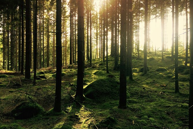 Bainbridge Island Serenity Forest Hike & Cultural Landmarks Tour - Serenity Forest hike: the one-hour reset your body understands