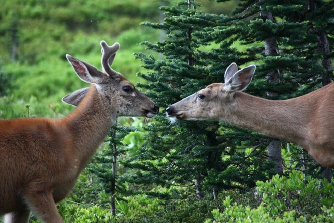 Best of Mount Rainier National Park from Seattle: All-Inclusive Small-Group Tour - Price and What You Get for $344