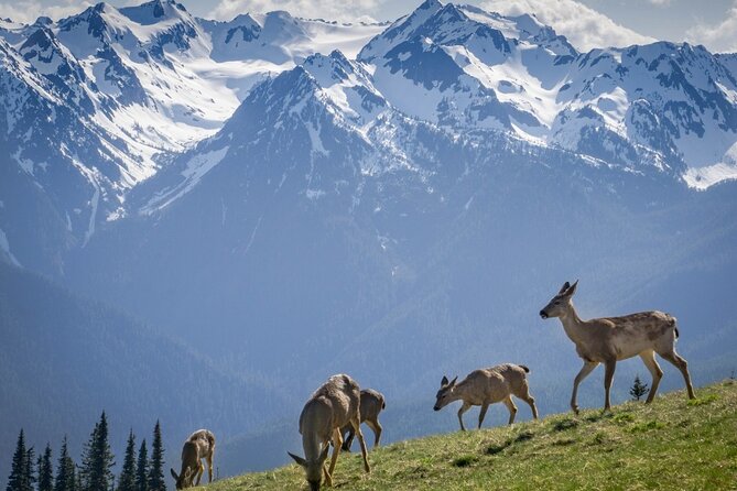 Explore Olympic National Park from Seattle through Van /Ferry - The guide factor: pacing, trivia, and small decisions that matter
