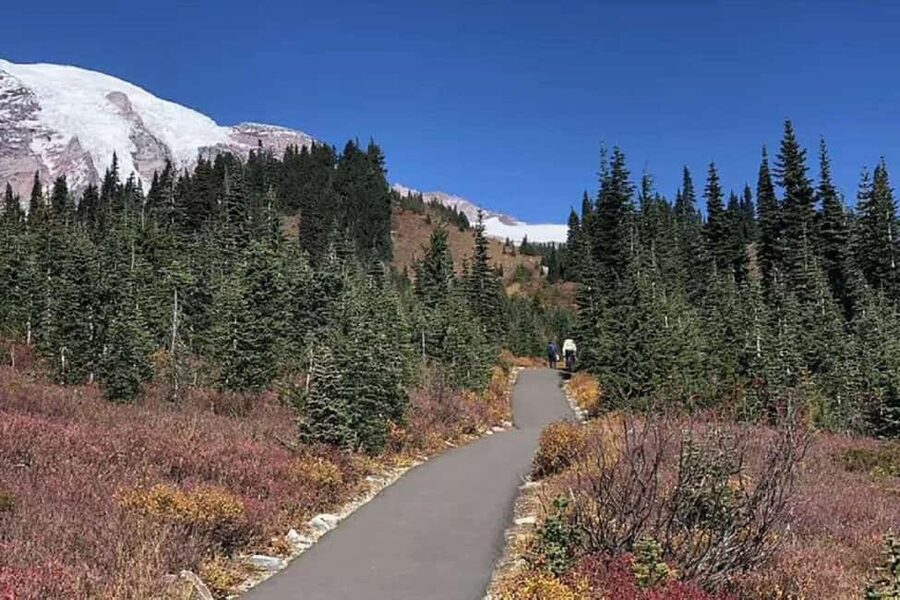 From Seattle: Mount Rainier Guided Day Tour - Group size and vehicle comfort: the part that can be great or merely okay