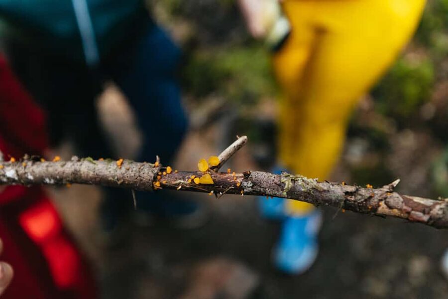 From Seattle: Visit Snoqualmie Falls and Hike to Twin Falls - The Twin Falls hike: temperate rainforest walking with a workout feel