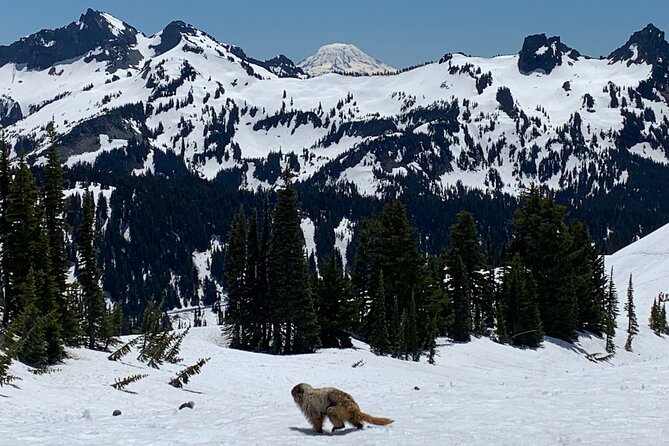 Mt. Rainier highlights - old forest, falls and glaciers - A one-price deal for Mt. Rainier’s biggest hits from Seattle