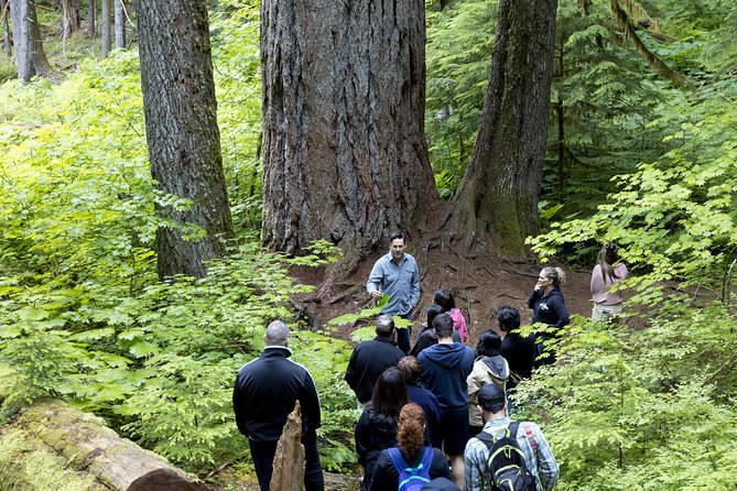 Mt. Rainier National Park Highlights Tour - Twin Firs Loop Trail: the short old growth walk that resets the day