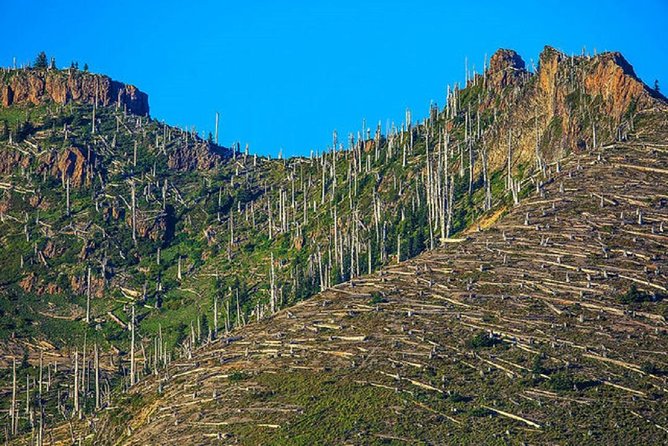 Mt. St. Helens National Monument from Seattle: All-Inclusive Small-Group Tour - Stop 2: Lewis and Clark State Park Old-Growth Forest Walk