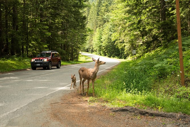 Olympic National Park Day Tour from Seattle - Winslow, Port Gamble-Style Timber Town Energy, and the Floating Bridge Moment