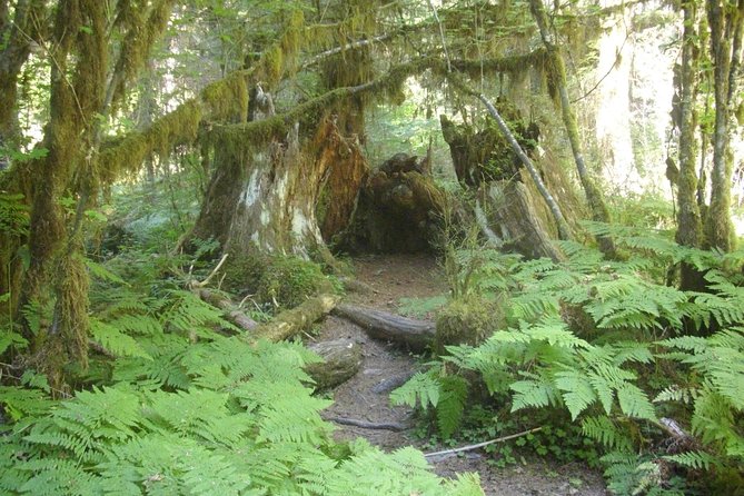 Olympic Peninsula and Forest Tour - Key highlights you will feel the moment you start