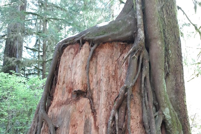 Olympic Peninsula and Forest Tour - Private, small-group Seattle-to-Olympic drive: what you get for $440.30