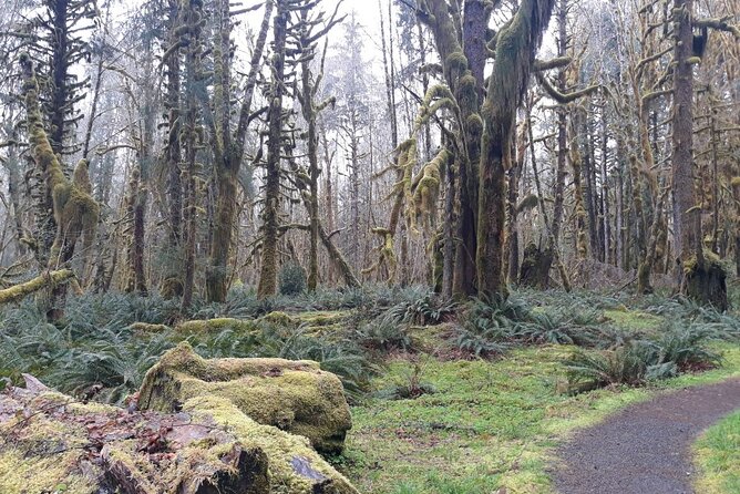 Olympic Peninsula and Forest Tour - Quinault rainforest walking: moss trails and the world’s largest Sitka spruce