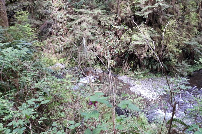 Olympic Peninsula and Forest Tour - The day’s big question: seeing the mountain when the weather cooperates