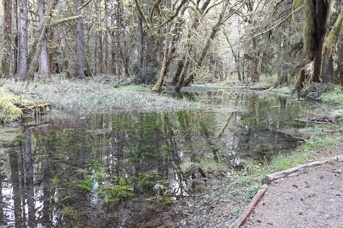 Olympic Peninsula and Forest Tour - What to pack for rainforest walking and weather swings