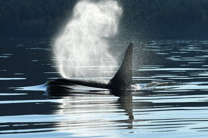 Only Wildlife and Whale Watching Tour Leaving from Seattle - Pier 69 Start, Downtown Views, and Why This Location Matters
