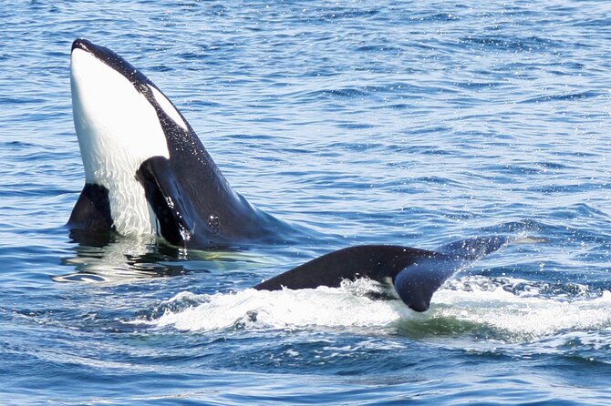 Only Wildlife and Whale Watching Tour Leaving from Seattle - The Elliott Bay Stretch: Scenic Water Time Plus the Patience Test