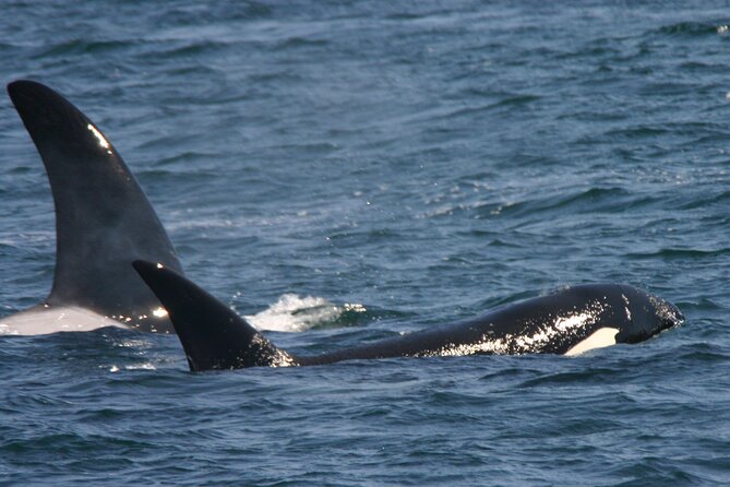 Only Wildlife and Whale Watching Tour Leaving from Seattle - Price and Value: Is $153.64 Per Person Worth It?