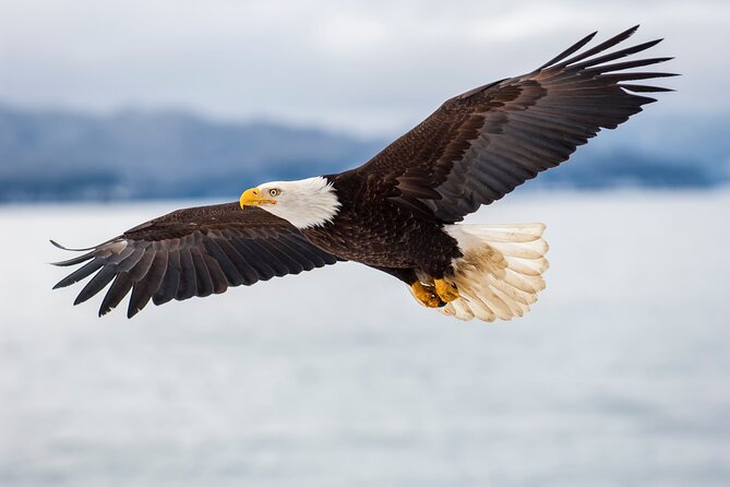 Only Wildlife and Whale Watching Tour Leaving from Seattle - Who Should Book This Seattle Whale Watch, and Who Should Think Twice