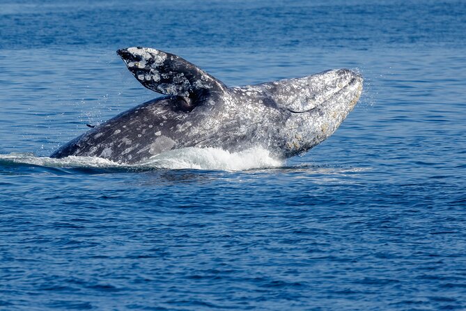 Only Wildlife and Whale Watching Tour Leaving from Seattle - Onboard Naturalist Commentary and Q&A, Including Allison’s Style