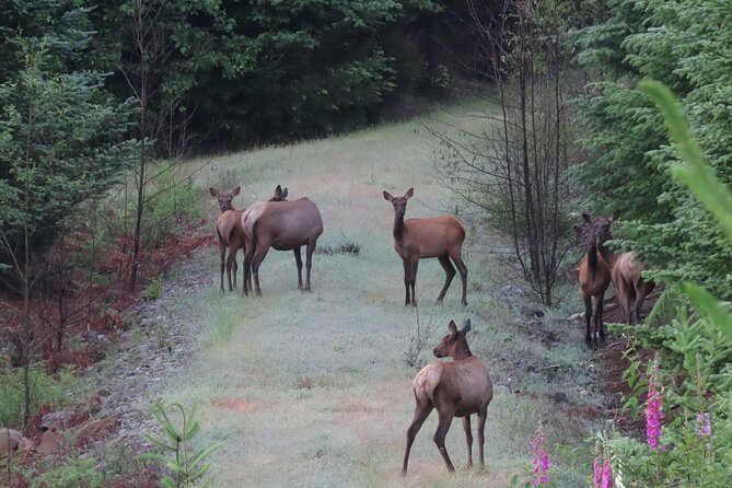Private Mt Rainier National Park Tour in SUV - Guides, Communication, and Timing: What Matters on a Private Day
