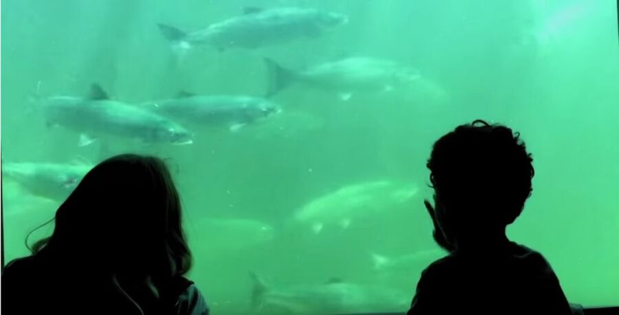 Seattle: 3 Hour Emerald City Standard Bike Tour - Ballard Locks and the Fish Ladder Break