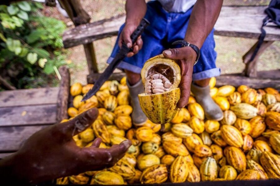 Seattle: Chocolate Tour with Tastings - Key highlights you should care about