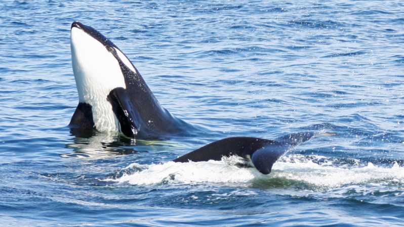 Seattle: Half-Day Wildlife and Whale Watching Cruise - What you actually might see: behavior beats checklists