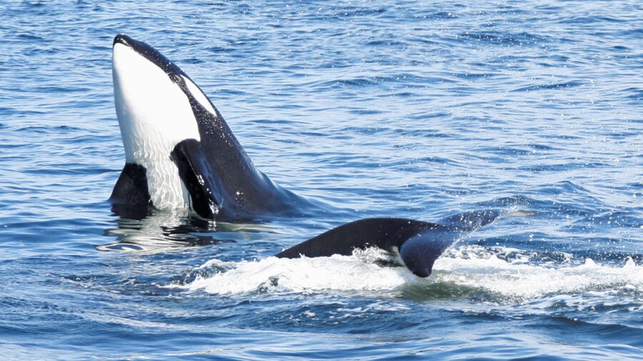 Seattle: Half-Day Wildlife and Whale Watching Cruise - The onboard naturalist: what you learn on the water