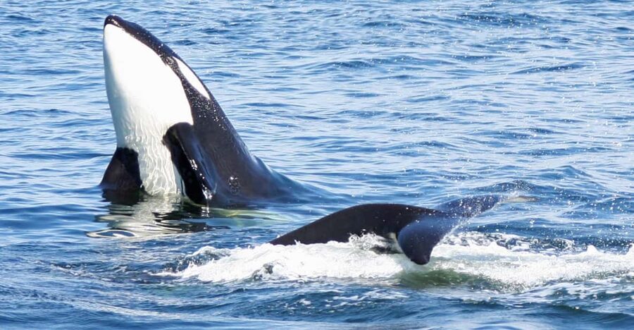 Seattle: Half-Day Wildlife and Whale Watching Cruise - How long you are out, and why the trip can run longer