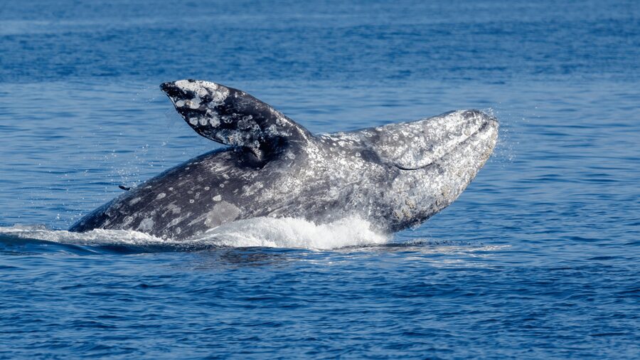 Seattle: Half-Day Wildlife and Whale Watching Cruise - When crowds and regulations change the vibe