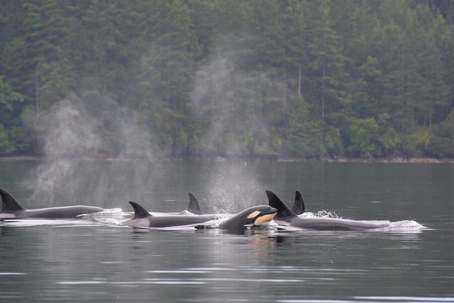Seattle: Half-Day Wildlife and Whale Watching Cruise - Whale-spotting feels like a hunt, with real rules