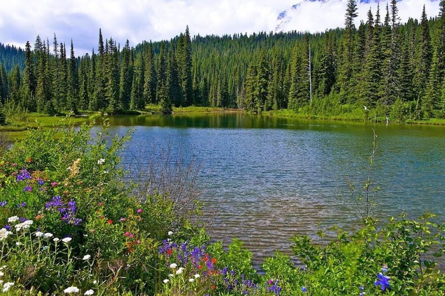 Seattle: Mount Rainier Park All-Inclusive Small Group Tour - Walk It or Snowshoe It: What You’ll Actually Do on Rainier