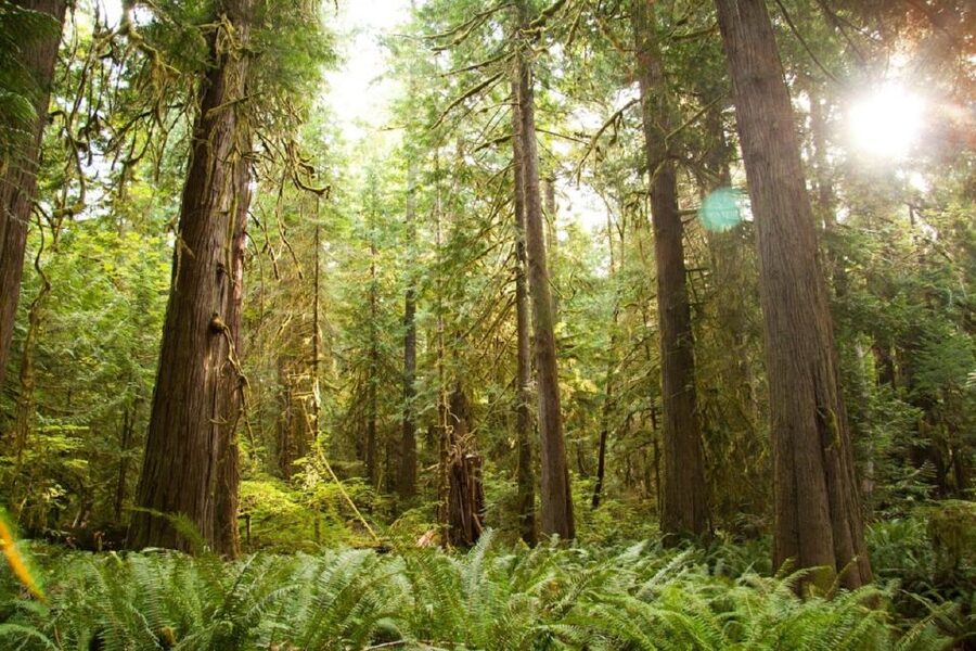 Seattle: Olympic National Park Small-Group Tour - Lunch, Snacks, and Drinks: More Than a Box of Food