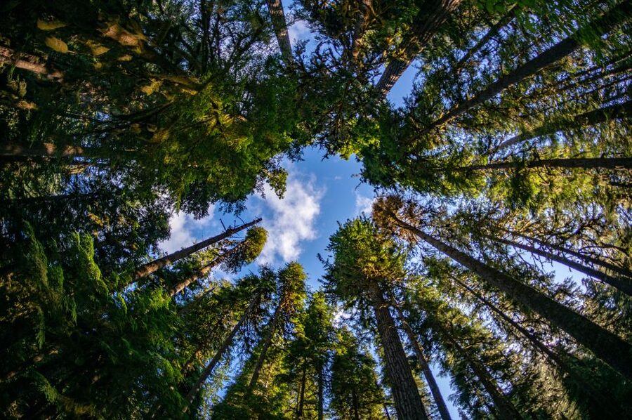Seattle: Olympic National Park Small-Group Tour - What This Trip Really Is: A Guided Olympic “Sampler Platter”
