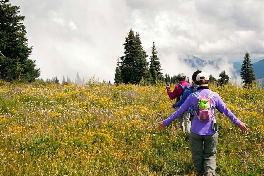 Seattle: Olympic National Park Small-Group Tour - Hurricane Ridge: The One Stop That Turns the Whole Day Into a View