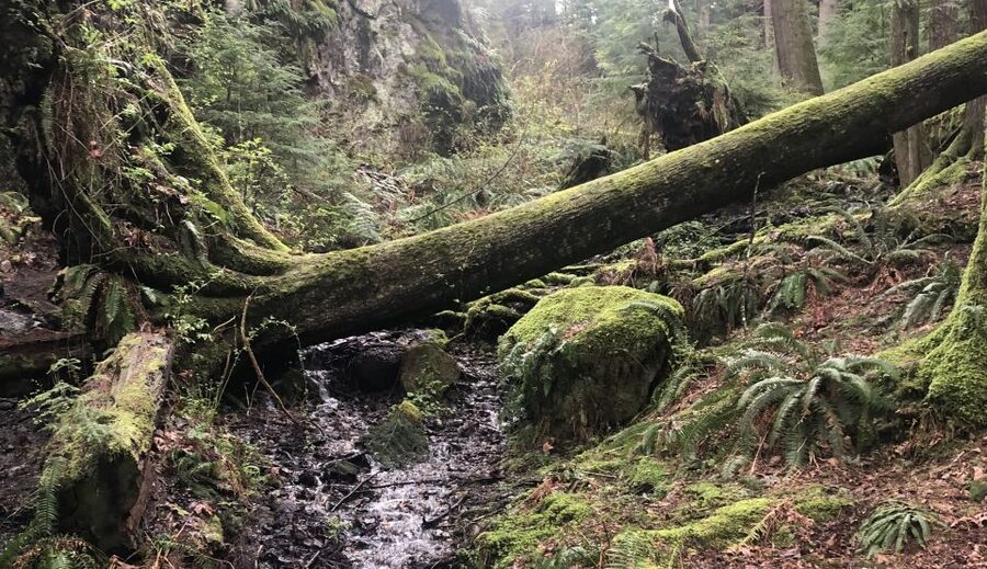 Seattle: Snoqualmie Falls and Twin Falls Guided Tour - How the route hits Snoqualmie Falls and Twin Falls