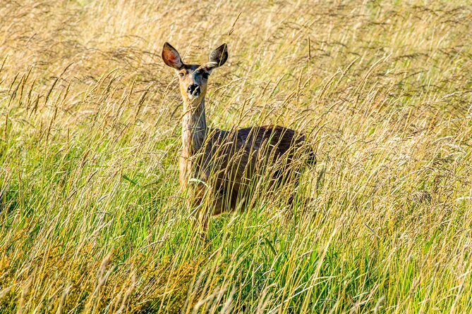 Skagit Valley Birding + Deception Pass Day Tour From Seattle - Clinton and the Puget Sound ferry: a closing loop with sunset potential