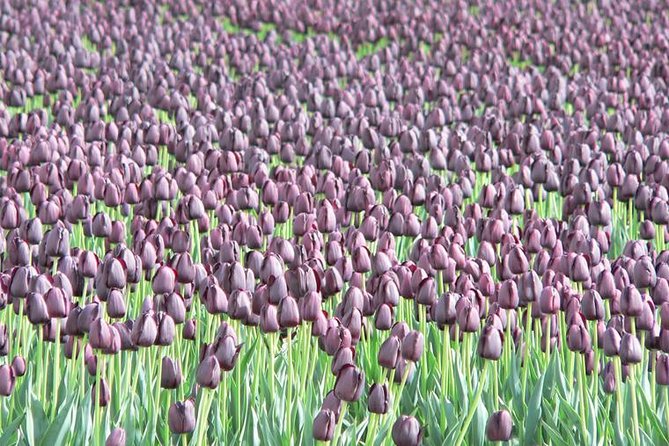 Skagit Valley Tulip Festival Day Tour from Seattle - A smooth start at Seattle’s MoPOP, then straight north