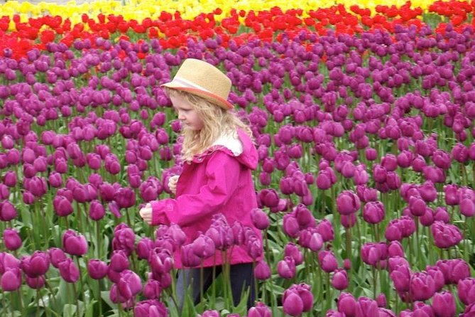 Skagit Valley Tulip Festival Day Tour from Seattle - Roozengaarde: tulip gardens that feel designed for wandering