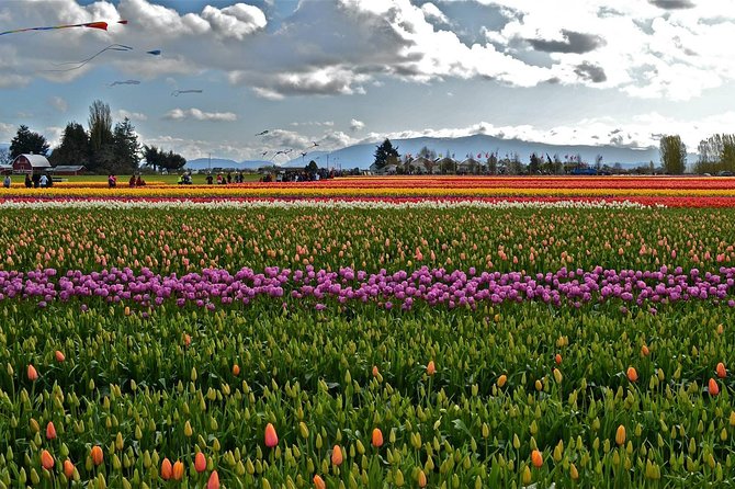 Skagit Valley Tulip Festival Day Tour from Seattle - Who should book this Skagit Valley day tour, and who should skip it