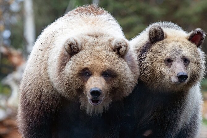 Skip the Line: Daily Admission at Woodland Park Zoo Ticket - Getting oriented fast: maps, easy entry, and where to start