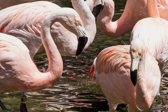 Skip the Line: Daily Admission at Woodland Park Zoo Ticket - Forest canopies, seasonal butterflies, and themed habitats that reward slower walking