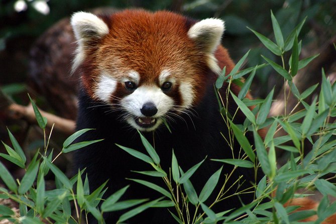 Skip the Line: Daily Admission at Woodland Park Zoo Ticket - Woodland Park Zoo at a glance: 92 acres, 300 species, lots of weather proofing