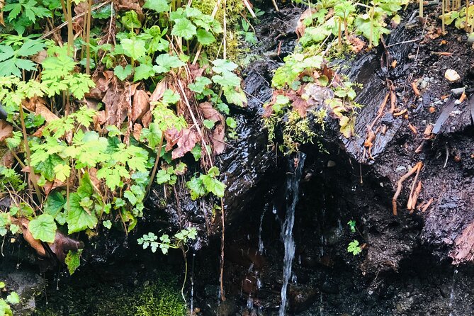 Snoqualmie falls and Twin Falls Hike - Olallie State Park and Twin Falls: Guided Start, Then About an Hour Solo