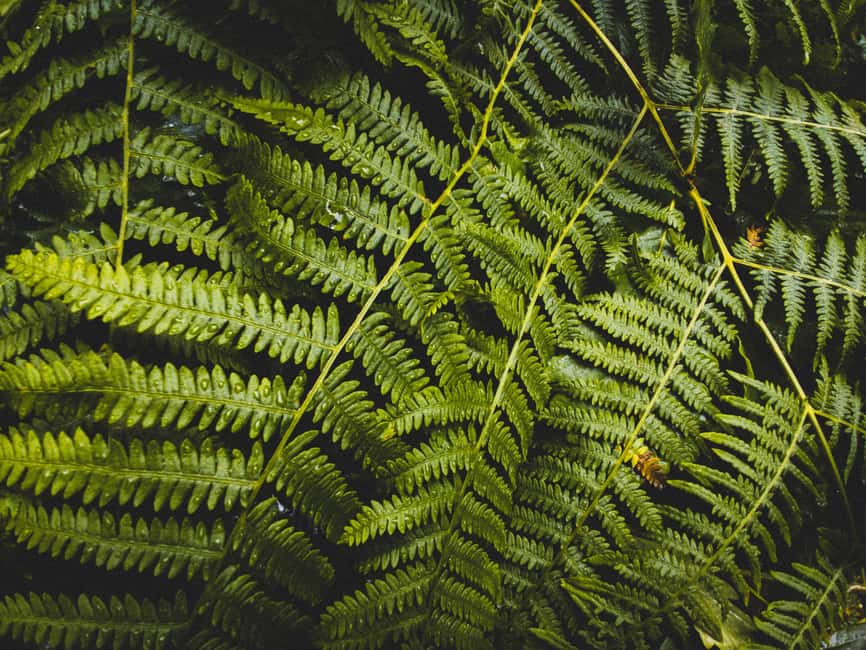 Snoqualmie, Twin Falls & Ancient Forest (Transport Included) - Key Things I’d Watch Before You Go