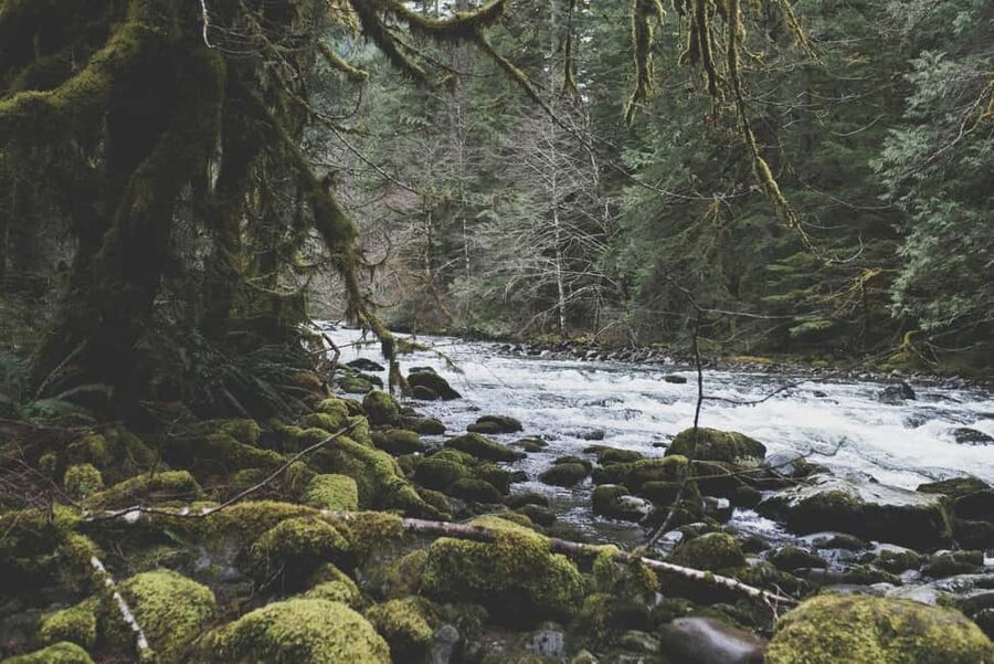Snoqualmie, Twin Falls & Ancient Forest (Transport Included) - The Hiking Part, What You Should Really Expect