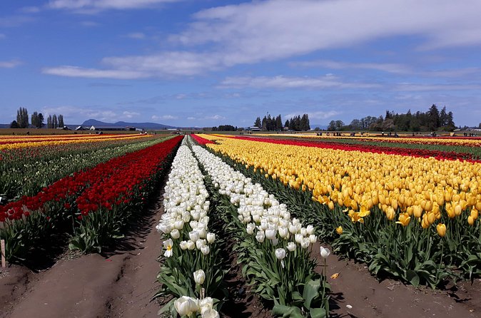 Tulip Festival and Skagit Valley Tour - Skagit Valley Tulip Festival area: wandering time and event surprises
