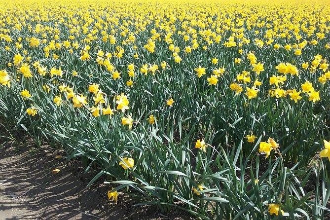 Tulip Festival and Skagit Valley Tour - Museum choice in La Conner: pick the tone that matches your day