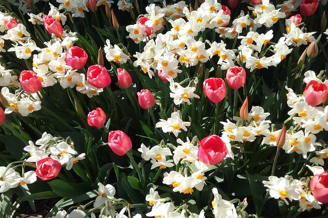 Tulip Festival and Skagit Valley Tour - The guide factor: how timing and pickup reduce stress