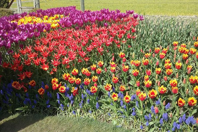 Tulip Festival and Skagit Valley Tour - Roozengaarde: one hour of gardens first, photo angles second