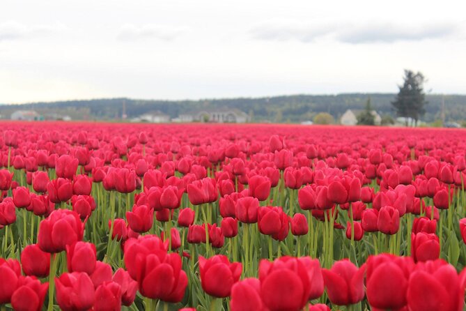 Tulip Festival at Skagit Valley ,La Conner and Deception Pass - Deception Pass State Park: cliffs, coves, beach exploring, and possible wildlife